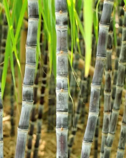 Cultivation