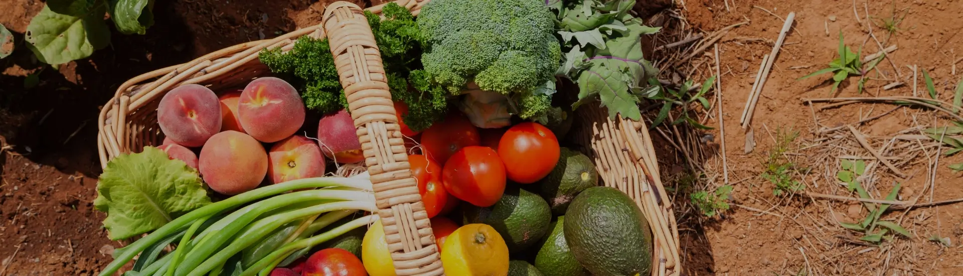 Fruits and Vegetables