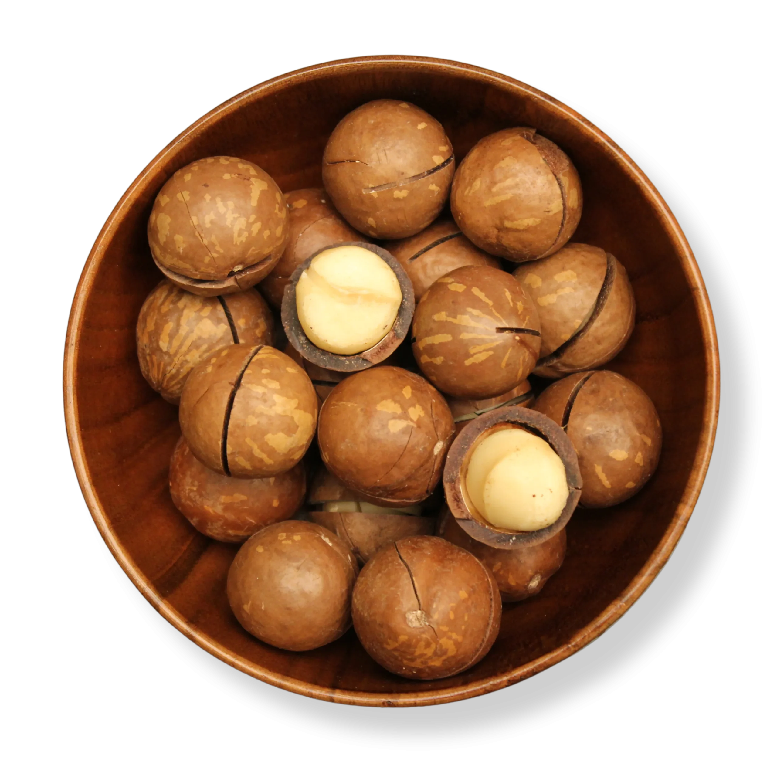 Macadamia