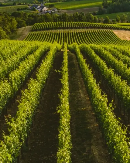 CULTIVATION