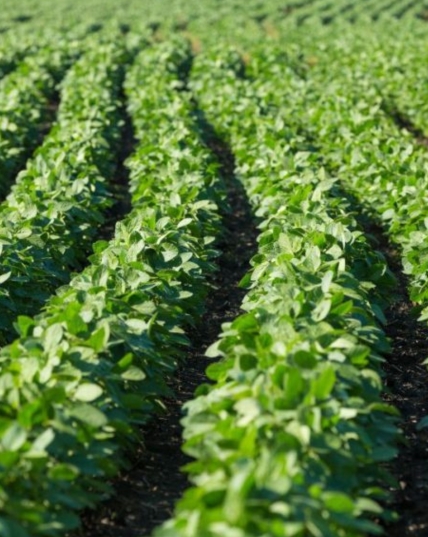 CULTIVATION